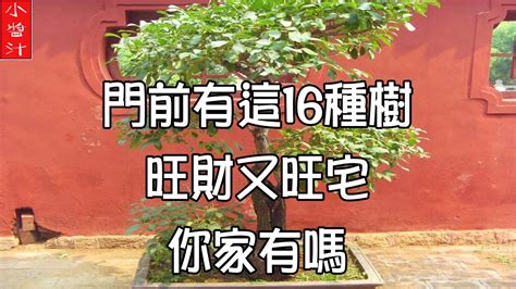 門前種蓮花|【門前的風水樹】門前種什麼樹風水好種對了樹好運連連 